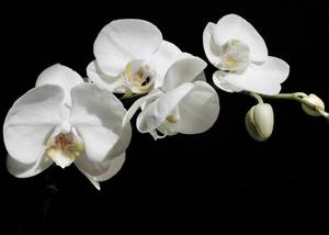 Orchidea