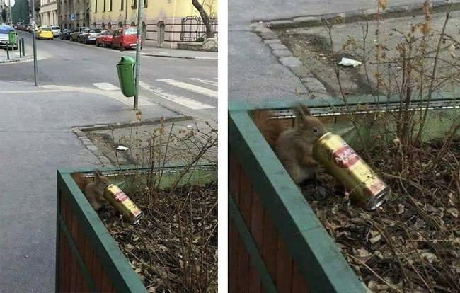 Magyar mókus. 👌🐿️