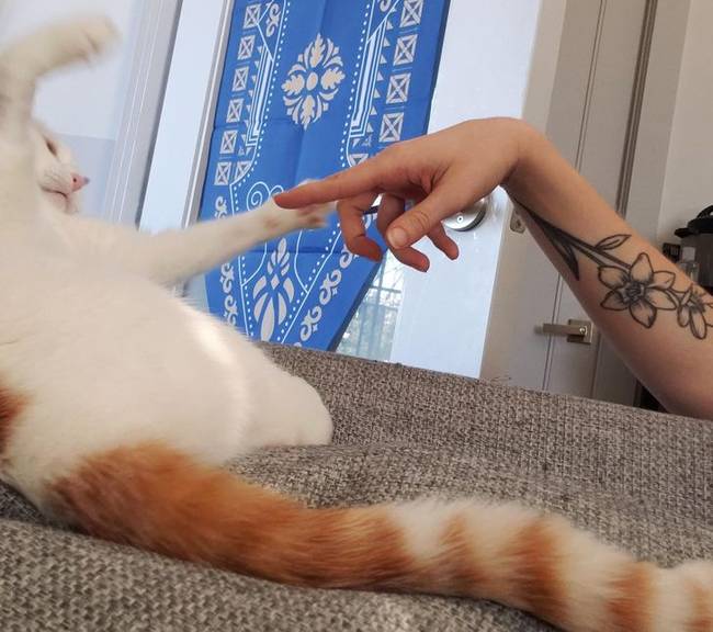 „A pillanattal azelőtt, hogy a macska megkarmolta a kezem."