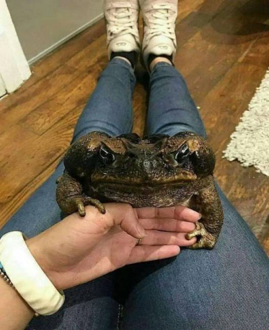 18 példa arra, hogy rengeteg dolog van a világon, aminek a mérete sokkal nagyobb, mint egy ember