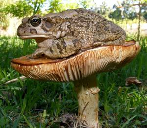 Varangy