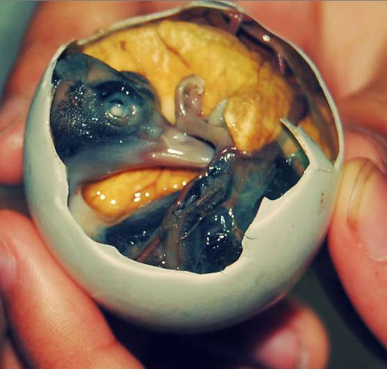 Balut, avagy a megtermékenyített kacsa vagy csirke tojás, melyet a madár kifejlődése után megfőzve fogyasztanak több helyen is a világon, például a Fülöp-szigeteken és Kambodzsában.