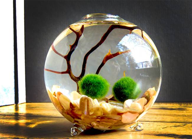 Marimo gömbmoha (Aegagropila linnaei)