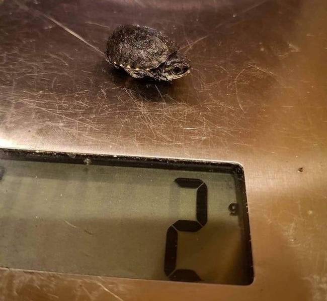 Egy bébi teknős – mindössze 2 g!