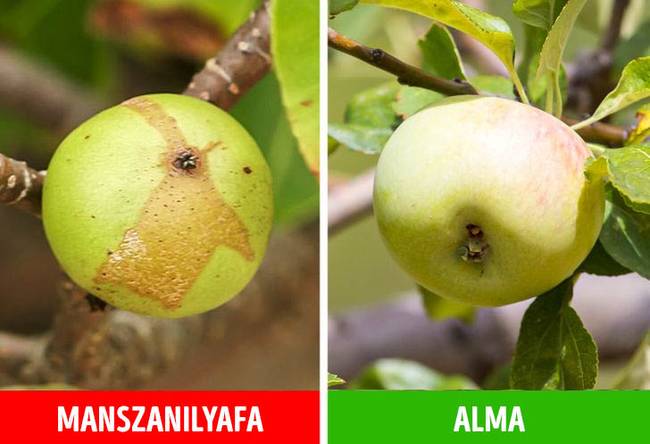 Manszanilyafa