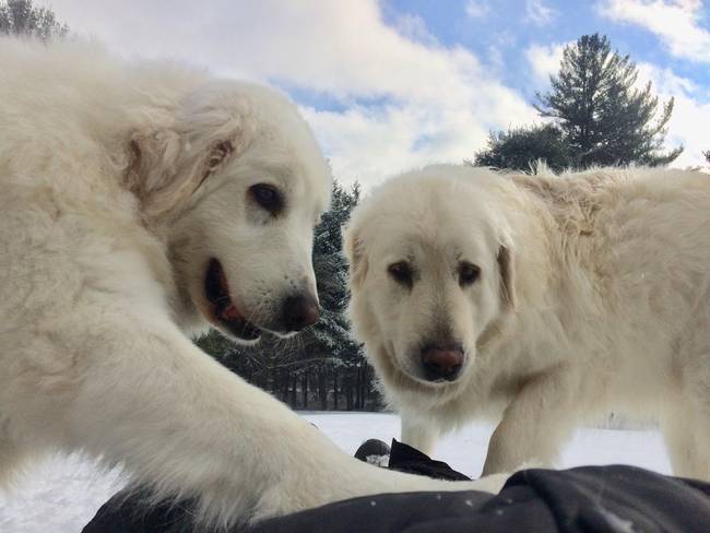 Kuvasz (40-52 kilogramm)