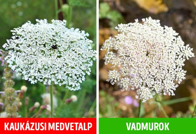 Kaukázusi medvetalp