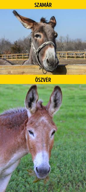 Szamár vagy öszvér?