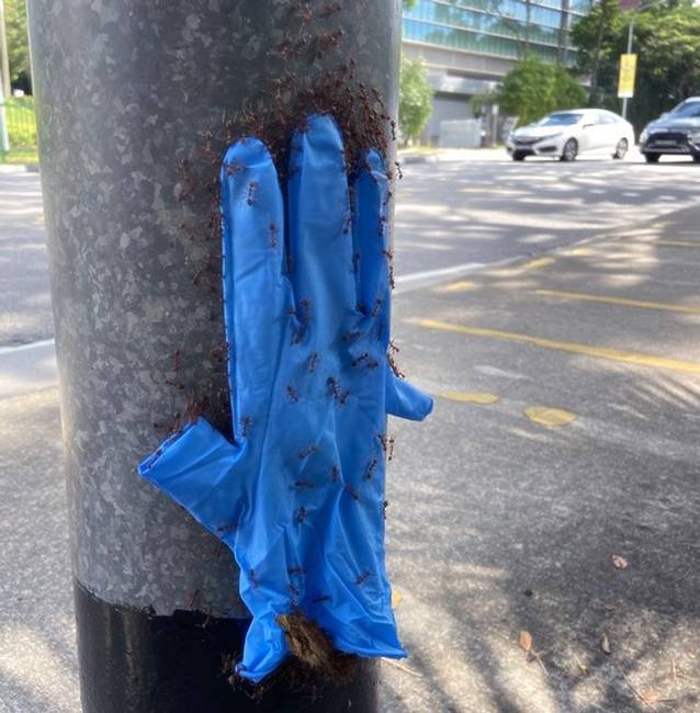 „Ma láttam, ahogy a hangyák felvittek egy egész kesztyűt egy lámpaoszlopra."