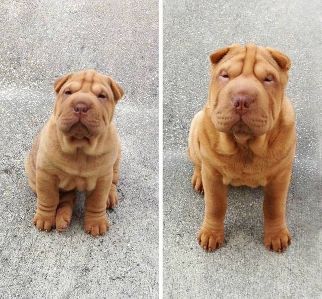 Shar pei kölyök 8 hetes és 5 hónapos korában.