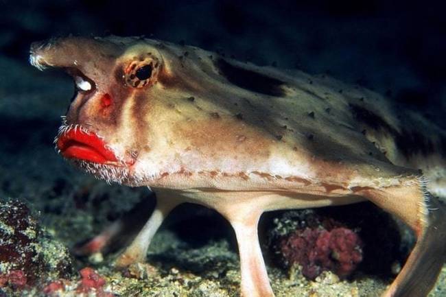 Ogcocephalidae, avagy a vörös szájú denevérhal.
