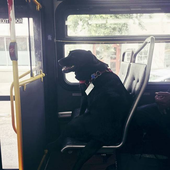 Ha a Seattle-ben közlekedő "D-jelölésű" buszon utazol, jó ha felkészülsz egy nem mindennapi utazótársra, akit úgy hívnak, hogy Eclipse.