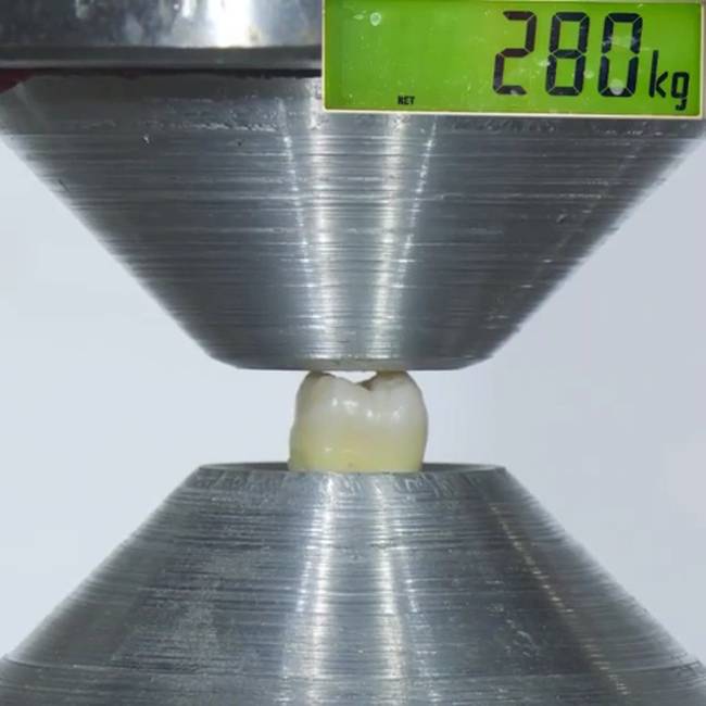 A rágófogaink akár a 280 kg-os nyomásnak is ellenállnak.