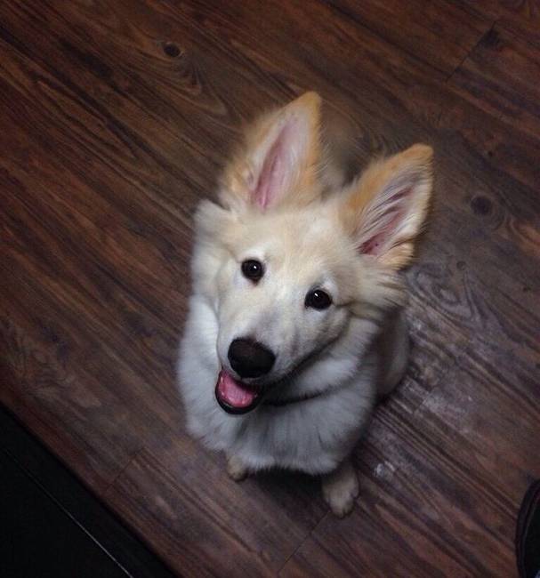 Igazi csoda: félig husky, félig golden retriever.