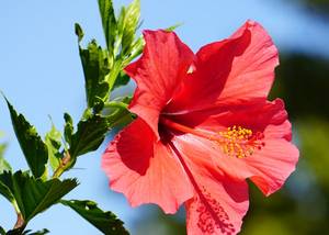 Hibiszkusz