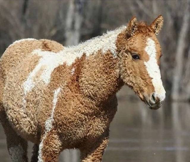 Csak egy egészen hihetetlen, göndör ló.