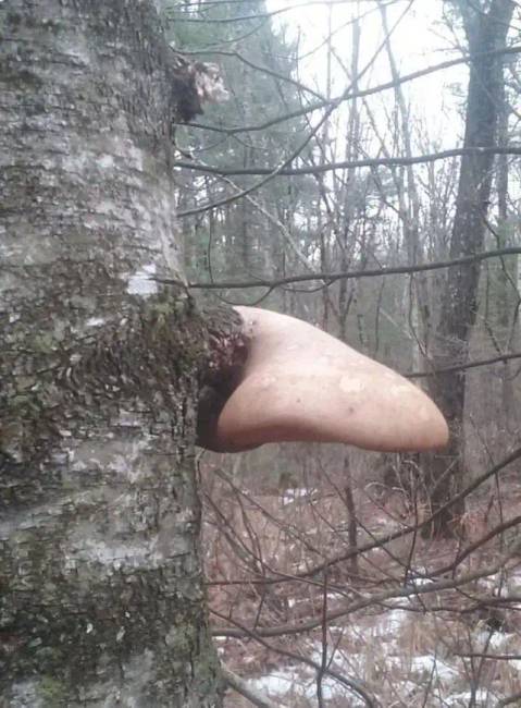 Erdei dolgok020