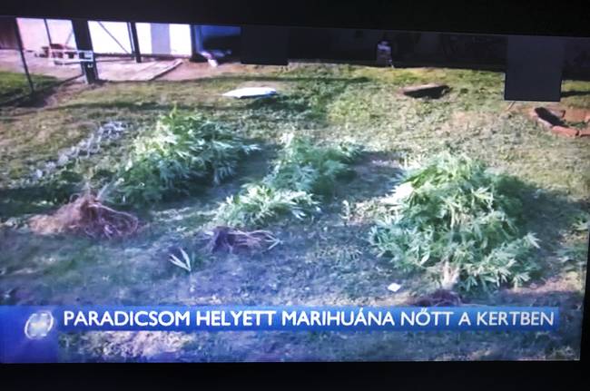 Te is utálod, amikor augusztusban elülteted a paradicsomot, jövő nyárra meg váratlanul marihuána lesz belőle és a lecsó íze sem ugyanolyan?! 🌿😂