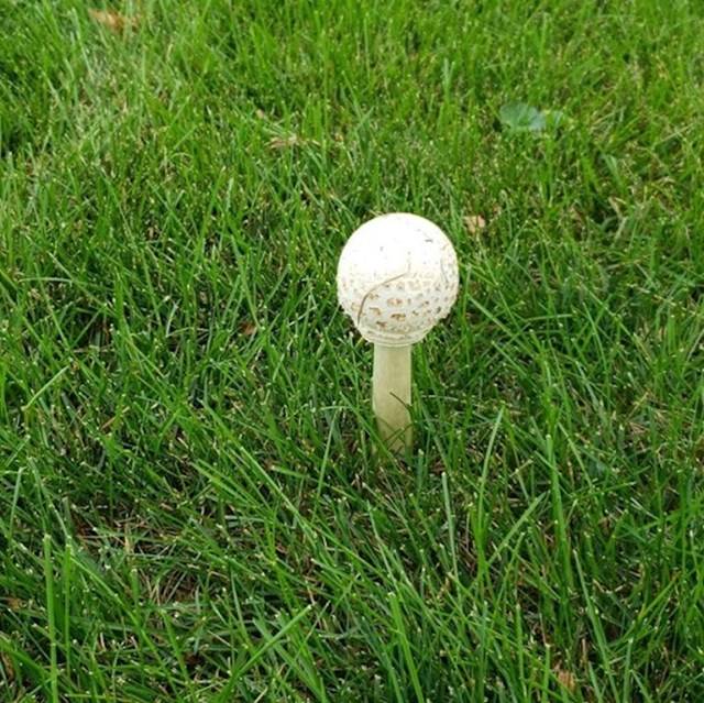 Ez a gomba pont úgy néz ki, mint egy golflabda a tartóján.