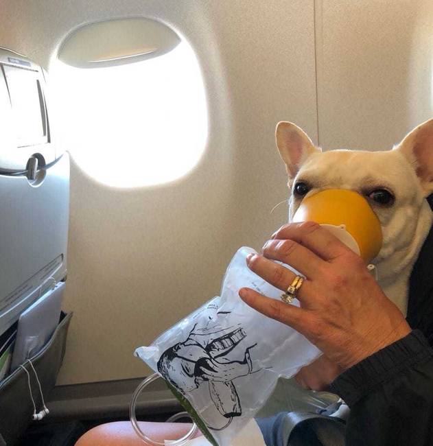 Ennek a kutyusnak repülés közben leállt a légzése, ezért újraélesztették és a stewardess levett neki egy oxigénmaszkot, hogy friss levegőhöz jusson.