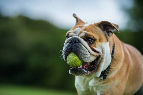Angol bulldog