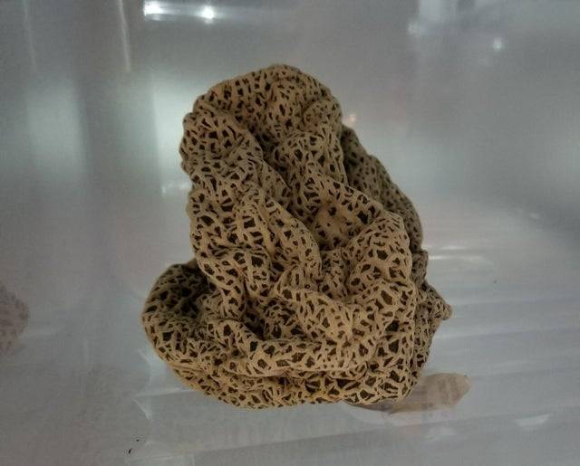 Hiszed vagy sem, ez egy kantalup dinnye, amit valaki egy teljes évre a hűtőszekrényben felejtett.