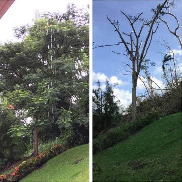 „A hátsó udvarom a hurrikán előtt és után. (Puerto Rico)"