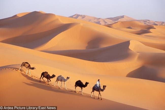 Arab tevék