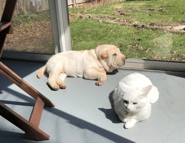 „A mini shar pei-em és a macskám együtt napfürdőznek."