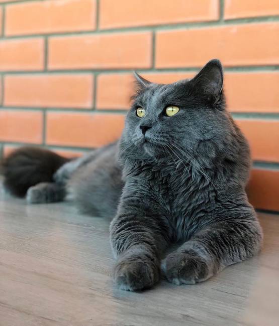 Nebelung