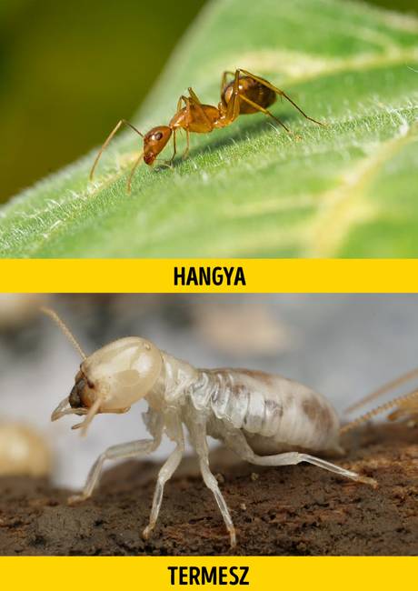 Hangya vagy termesz