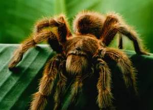 Tarantula