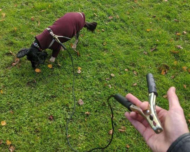 A parkhoz érve döbbent rá, hogy otthon hagyta a pórázt, de nem akarta, hogy fölösleges legyen az utazás.