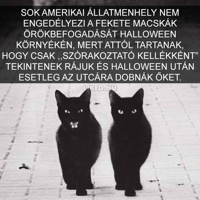 15 meghökkentő tény a macskákról, amit valószínűleg Te sem tudtál korábban