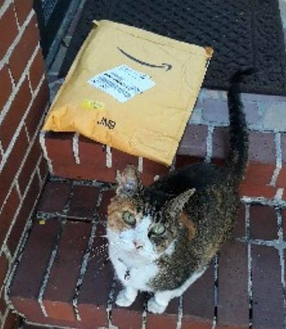 „Ennek az Amazon-sofőrnek béremelés járna. Nemcsak lefényképezte a csomagot, amikor a ház előtt hagyta, de egy vendéget is megörökített a tornácomon."