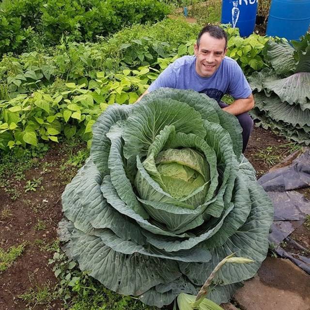Ez az óriási káposzta 30 kg-ot nyomott, és 120 hajléktalan embernek készítettek belőle vacsorát.