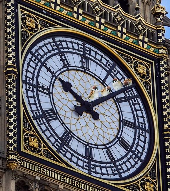 A madarak megváltoztatták a londoni időt: 1949-ben egy ekkora madárraj landolt a torony percmutatóján, hogy a súlyuk miatt 5 percet késni kezdett az ikonikus Big Ben óratorony órája.