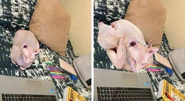 „Nem tudok képet küldeni a macskámról a családomnak, mert mindig csirkét csinálnak belőle a Photoshopban."