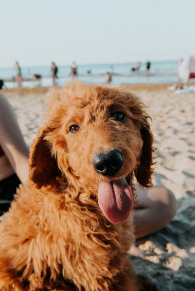Goldendoodle