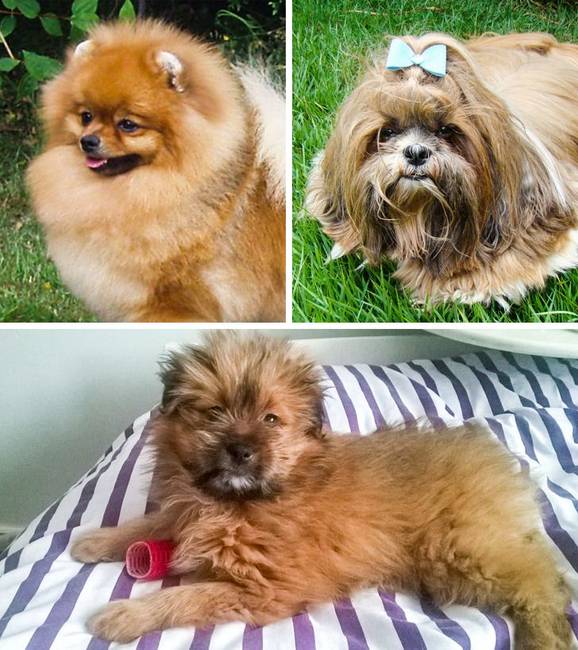 Pomerániai + Si-cu