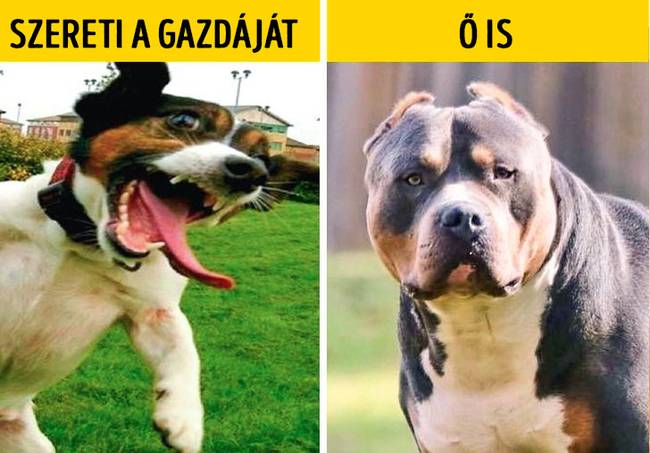 Ha a kutya hevesen reagál a gazdi hazaérkezésére, az azt jelenti, hogy nagyon szereti őt.