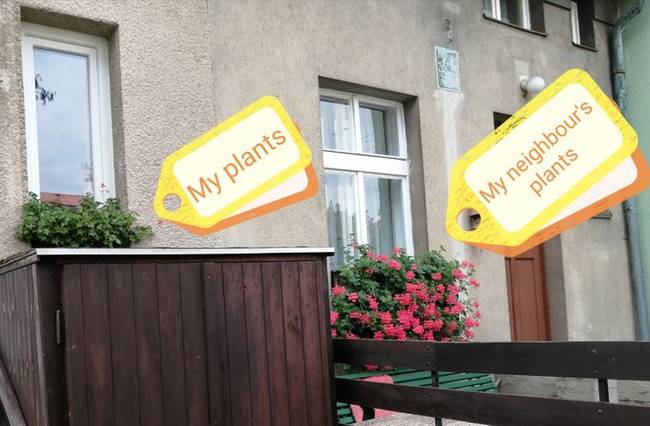 „Azt mondják, hogy a szomszéd fűje mindig zöldebb, és lehet benne valami. Ezeket a növényeket ugyanabban a boltban és ugyanazon a napon vásároltuk a szomszédommal."