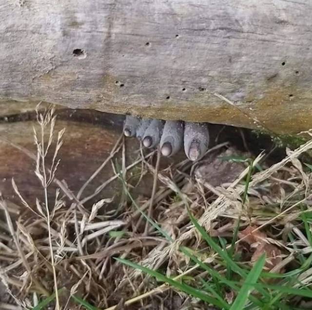 A bunkós agancsgombát (Xylaria polymorpha) halott ember lábujjának is szokták hívni. Nem véletlenül.