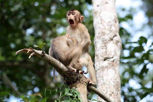 Kihirdették a Comedy Wildlife fotópályázat döntőseit, és ez a 30 állat biztos, hogy Téged is meg fog nevettetni