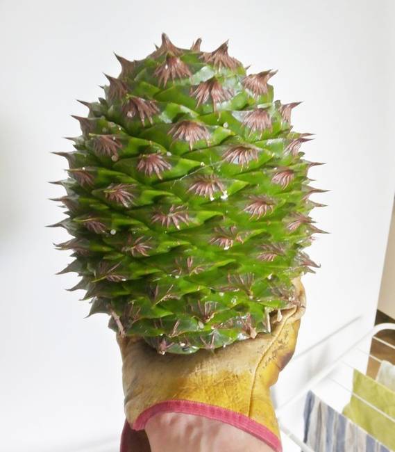 Ez egy ausztráliai araukária (fenyő) 2,5 kg-os toboza.