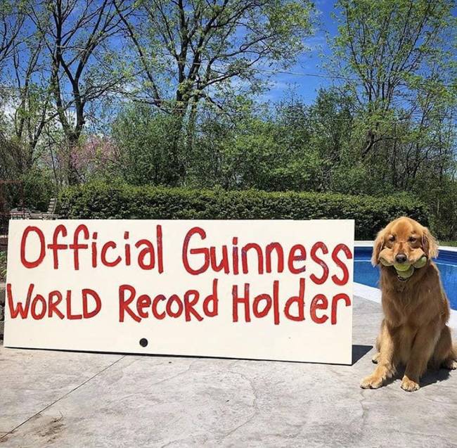 Finley, a golden retriever világrekorder lett, mivel egyszerre 6 teniszlabdát is képes a szájában tartani!