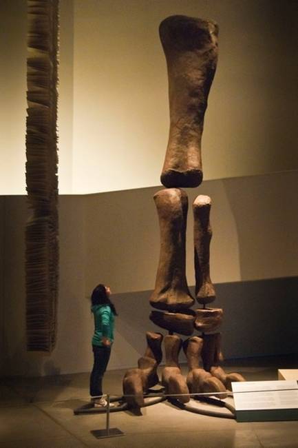 Egy Argentinosaurus lábának a csontváza.