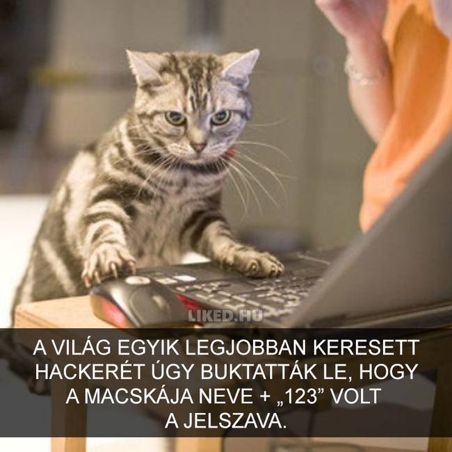 15 meghökkentő tény a macskákról, amit valószínűleg Te sem tudtál korábban