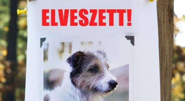 Hogyan találjuk meg az eltűnt kutyánkat.