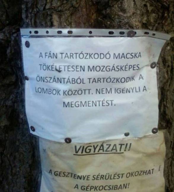 Képzeljétek hányan cibálhatták már le szegény cirmost, akarata ellenére… :D
